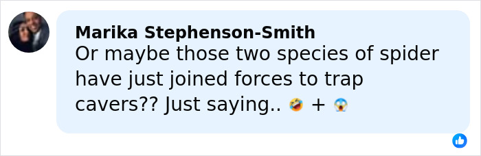 Comment mentioning two spider species potentially joining forces to trap cavers, relating to the world&rsquo;s biggest spider web discovery.