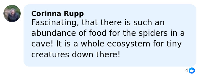 Comment by Corinna Rupp about the abundance of food creating an ecosystem in the cave for spiders and tiny creatures.