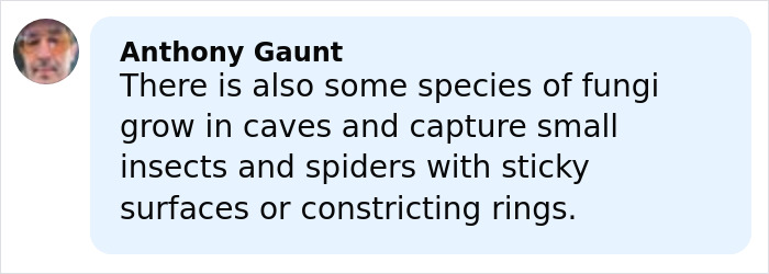 Comment by Anthony Gaunt explaining fungi species that capture small insects and spiders with sticky surfaces or rings.