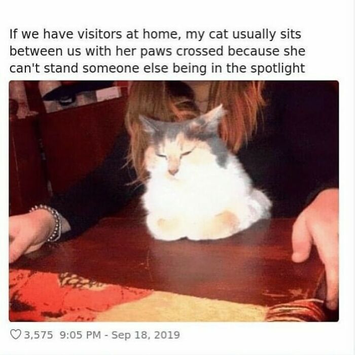 Cat meme showing a cat sitting with paws crossed, blocking someone from being in the spotlight at home.