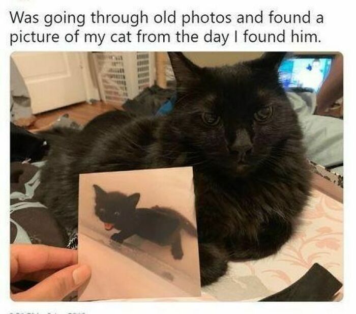 Black cat lying on a bed next to a photo of the cat as a kitten, perfect for fans of cat memes and pictures.