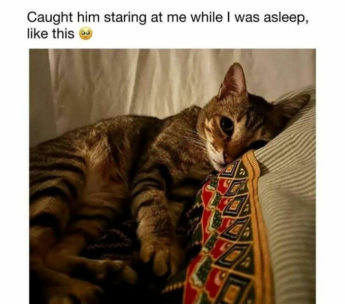 Tabby cat lying on patterned cushion, staring with big eyes, perfect for cat memes lovers and fans of funny cat pics.