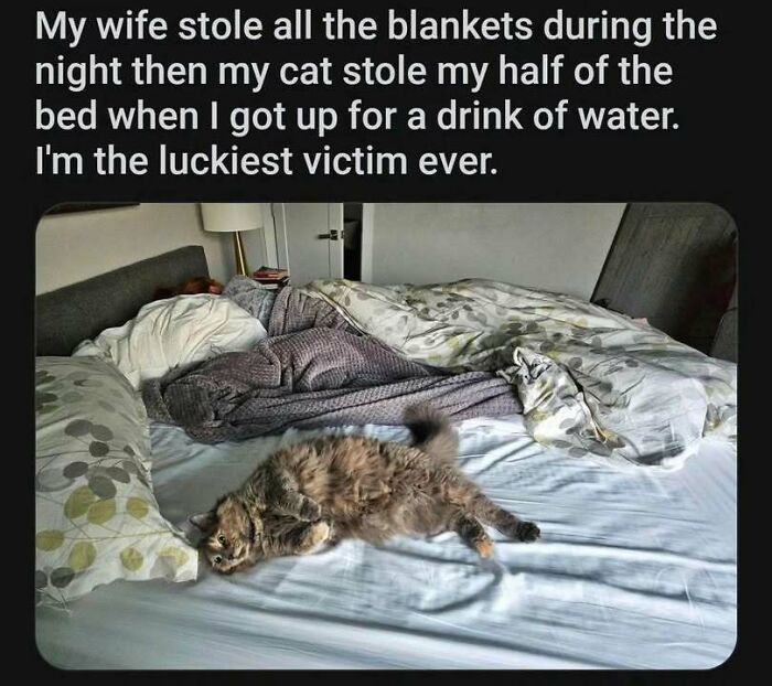 Cat meme showing a fluffy cat lying on half the bed with the owner sleeping under blankets, highlighting cat humor.