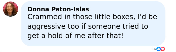 Comment from Donna Paton-Islas expressing support for woman protecting her children from escaped research monkey.