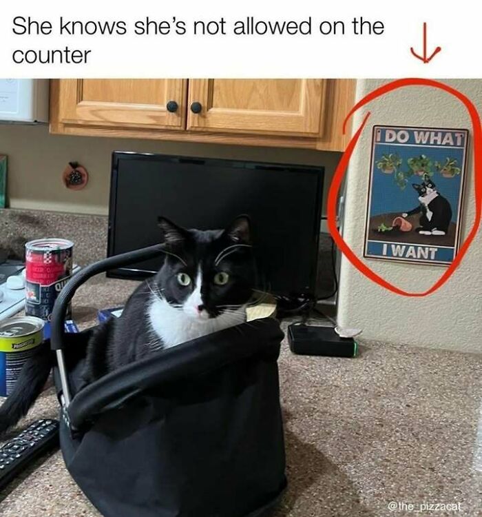 Black and white cat sitting on kitchen counter under a sign saying I do what I want, cat memes humor.