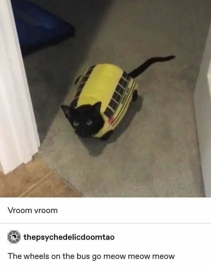 Black cat dressed in a yellow bus costume, part of a collection of funny cat memes for cat meme lovers.