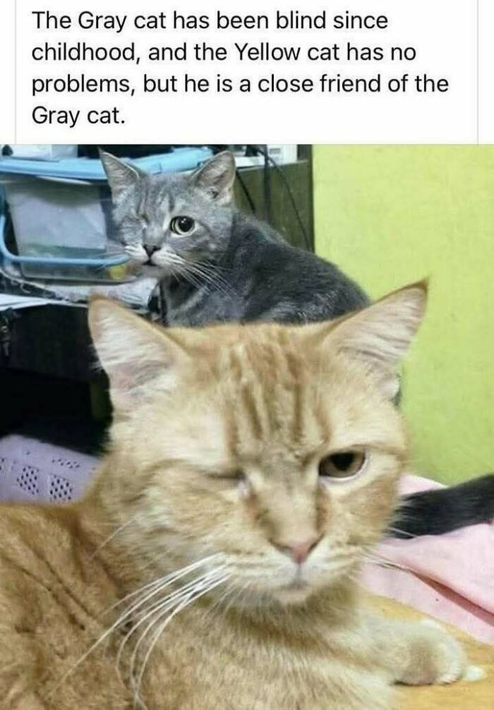 Two winking cats, one gray and one yellow, showing friendship in a sweet cat memes image.