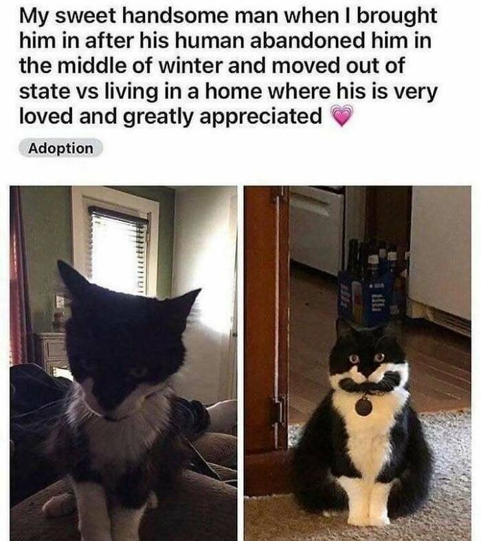 Before and after adoption photos of a cat, showing love and care in a new home with joyful expressions.