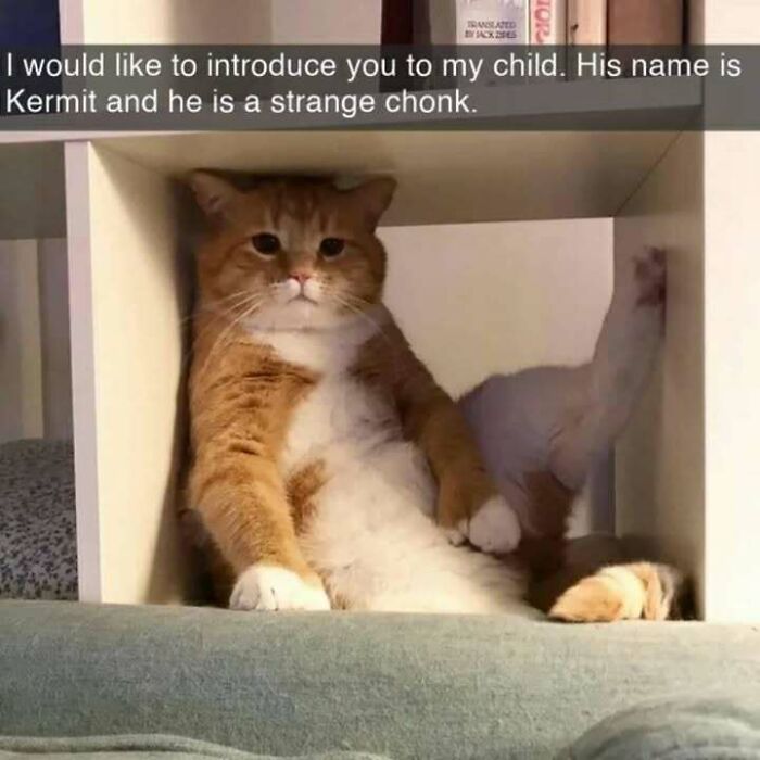 Orange and white cat sitting in a cubbyhole, showing a relaxed pose, perfect for cat memes and funny cat pictures.