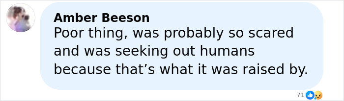 Comment from Amber Beeson expressing sympathy for an escaped research monkey seeking humans it was raised by.