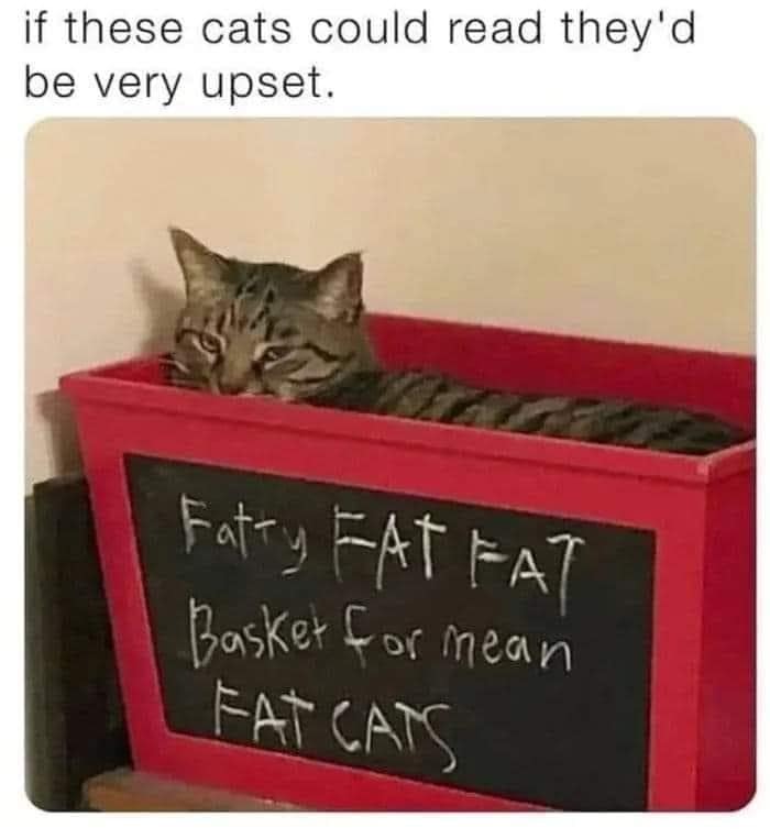 Tabby cat resting in a red basket labeled with a humorous note about fat cats, perfect for cat memes lovers.