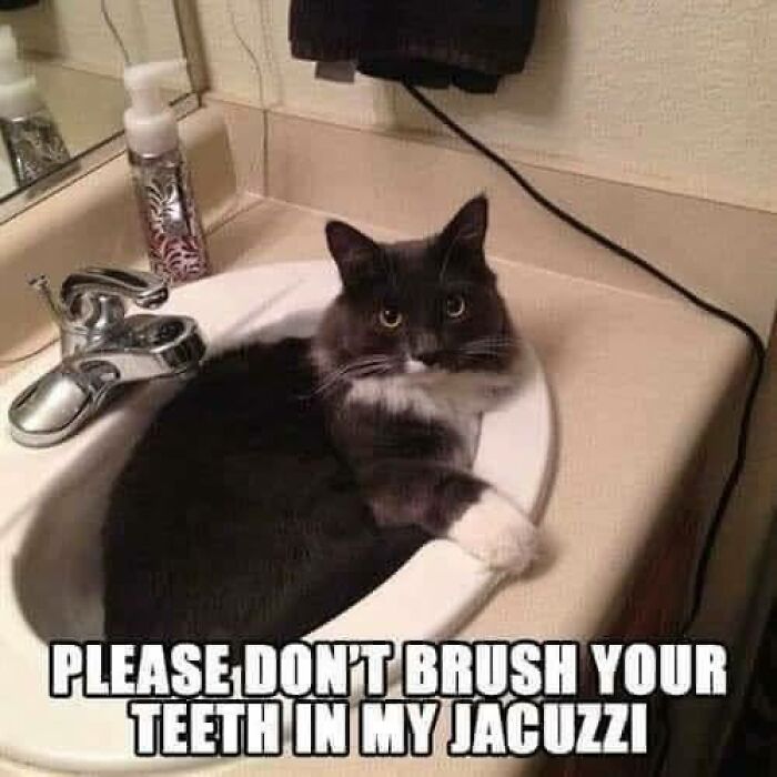 Black and white cat sitting in a bathroom sink with a humorous caption, perfect for cat memes and funny cat pics.