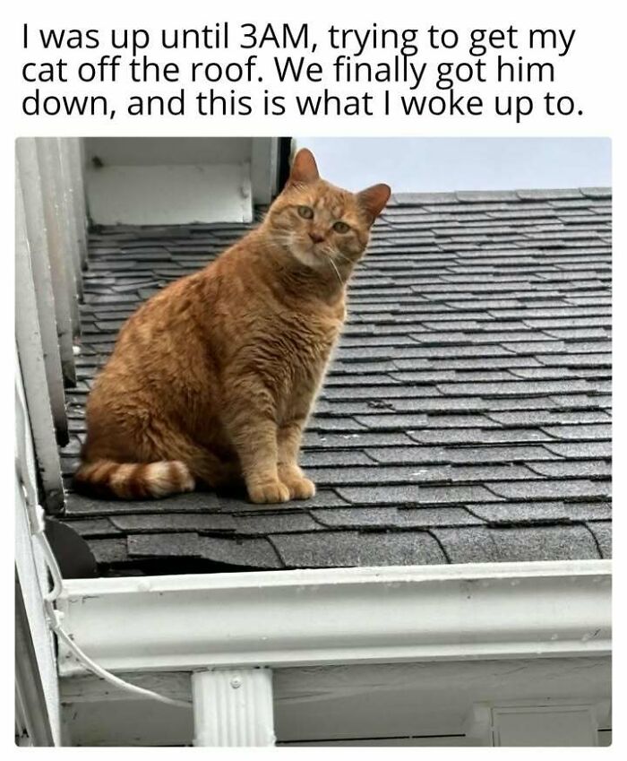 Orange tabby cat sitting on a rooftop with caption about staying up late trying to get cat down, fitting cat memes keyword.