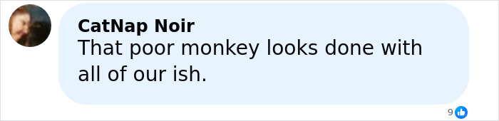 Comment by CatNap Noir expressing sympathy for the escaped research monkey in heated online debate.