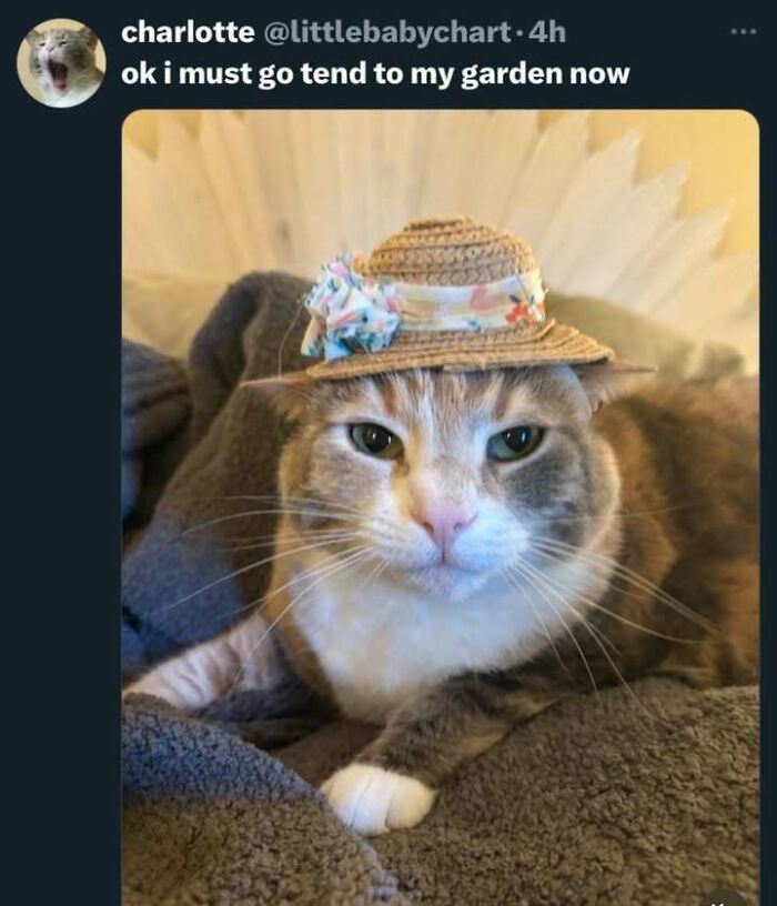 Cat wearing a small floral straw hat lying on a blanket, perfect for cat memes and funny cat pictures.