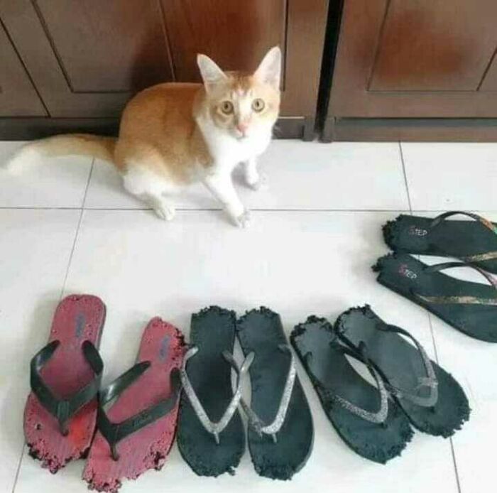 Orange and white cat sitting near chewed up flip-flops, a funny moment for cat memes fans and pet lovers.