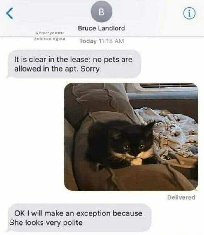 Text message exchange about no pets allowed in the apartment, with a cute cat photo changing the landlord's mind.