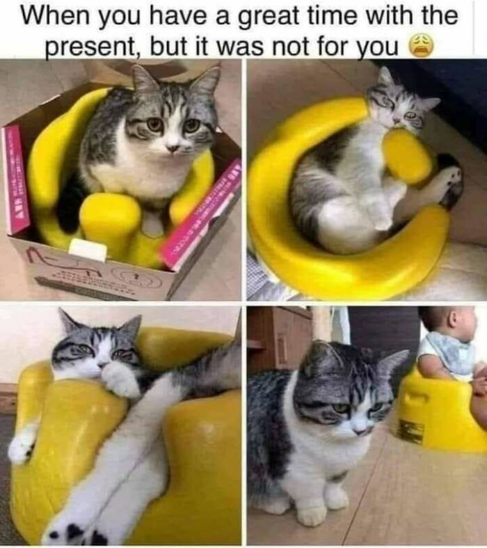 Cat memes showing a confused cat in a yellow baby seat, perfect for fans of funny cat pictures and cat humor.