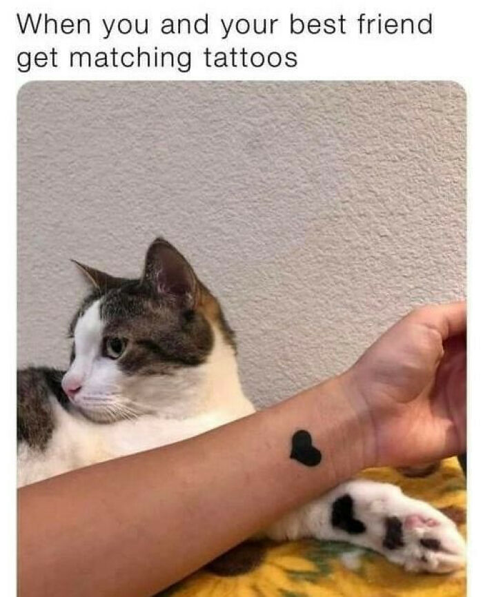 Cat memes featuring a cat with paw heart tattoo matching a black heart tattoo on a person's arm.