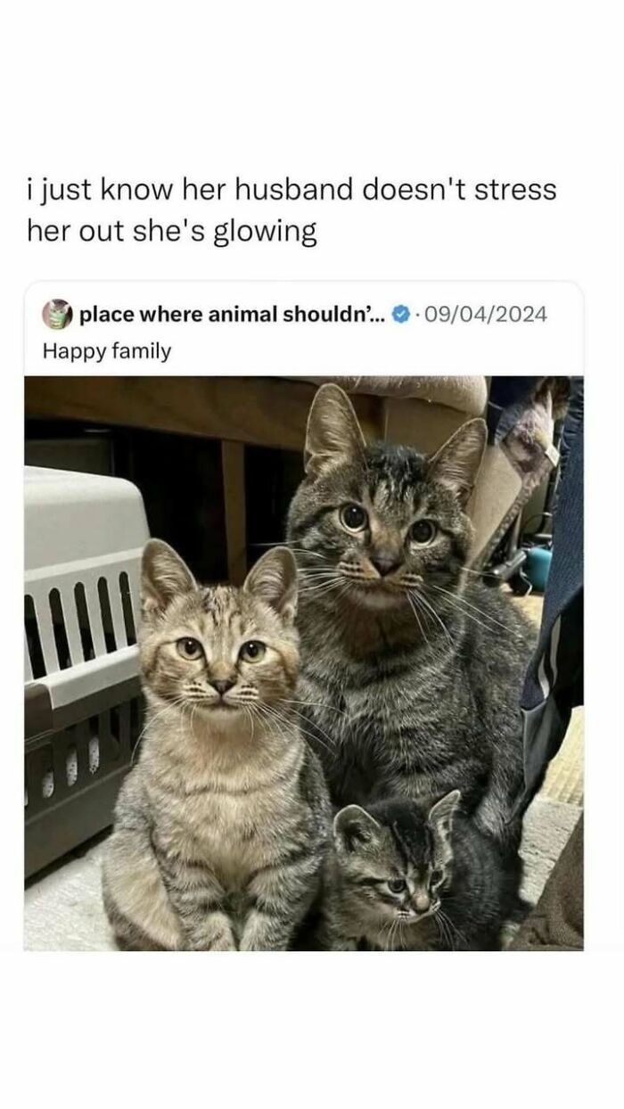 Three tabby cats sitting together indoors, illustrating the joy found in cat memes and cute cat pictures.