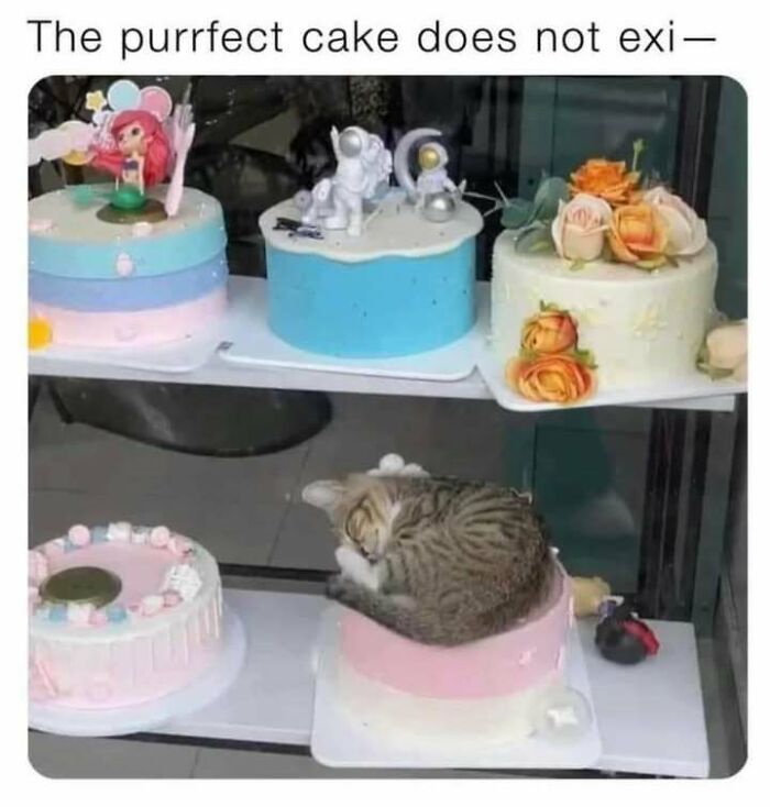 A cat curled up and sleeping in a cake container, creating a funny scene perfect for cat memes fans.