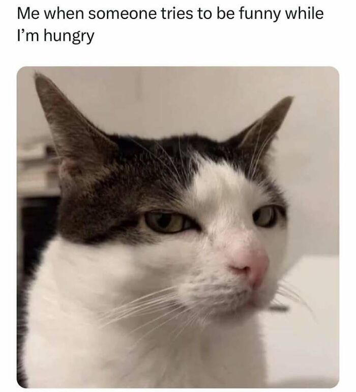 Grumpy cat with black and white fur looking unimpressed, a perfect meme for fans of cat memes and funny cat pictures.