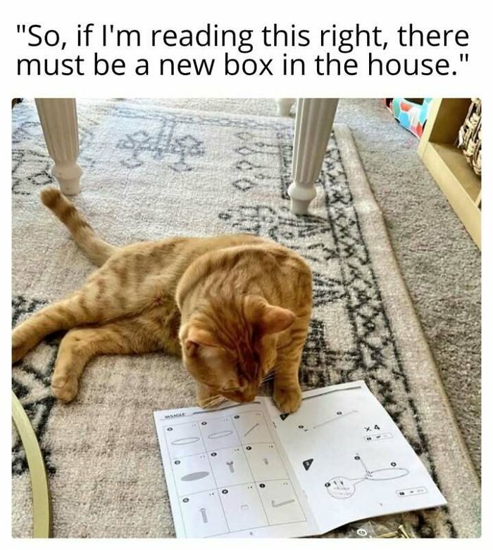 Orange cat lying on carpet looking at instruction manual, relatable cat meme for fans who enjoy cat memes and funny cat pics.