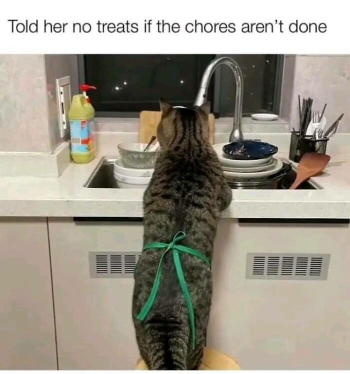 Tabby cat wearing a green apron standing on a chair by the kitchen sink with dishes, fitting cat memes content.