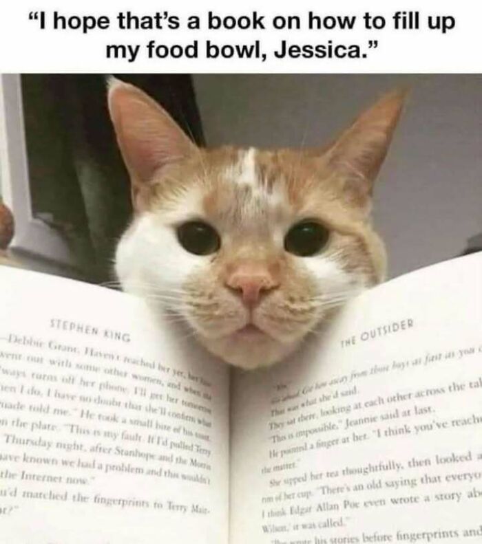 Close-up of a cat looking over an open book, perfect for fans of funny cat memes and adorable cat pictures.