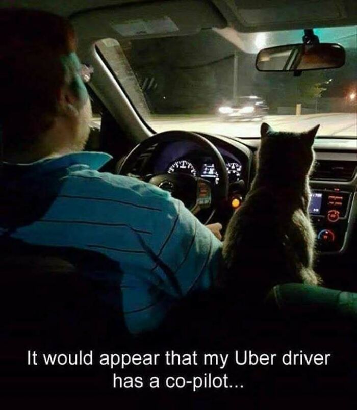 Man driving a car at night with a cat sitting beside him, caption referencing a co-pilot in cat memes.