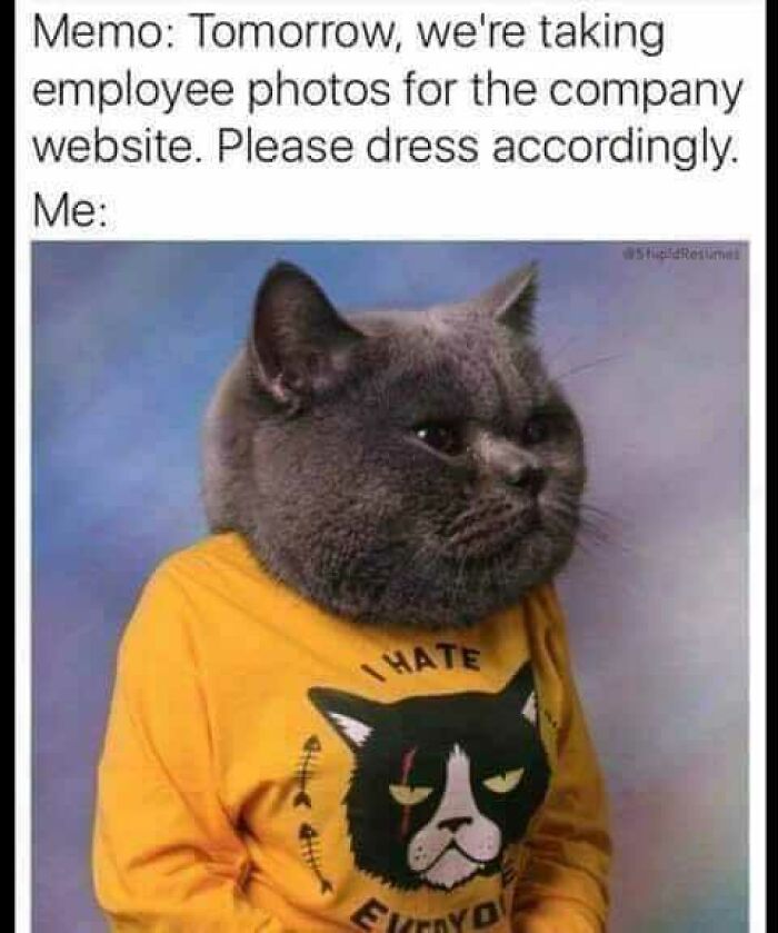Grey cat wearing a yellow sweater with a grumpy black cat print, humorously reacting to a company photo dress code memo.