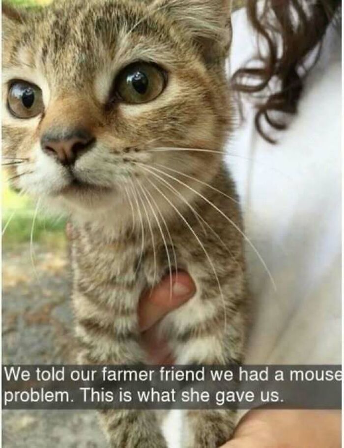 Close-up of a tabby kitten held by a person, related to cat memes about solving a mouse problem on a farm.