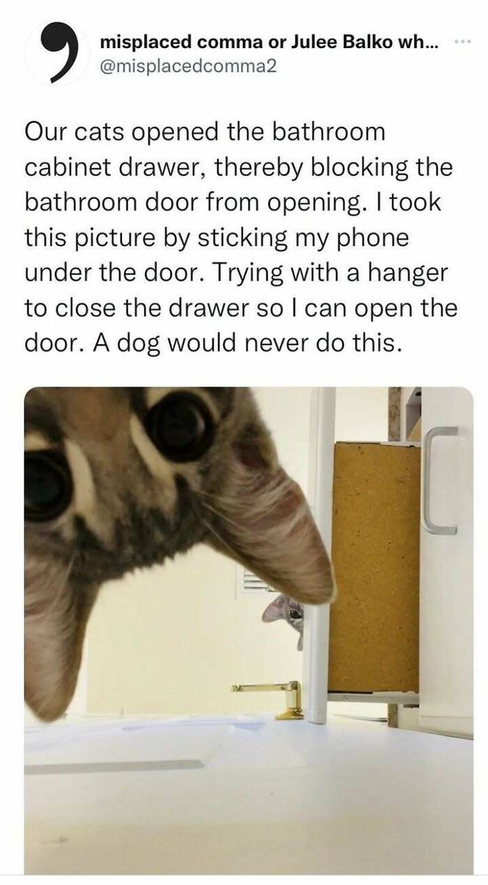 Cats blocking bathroom door with open cabinet drawer, photo taken under the door, showcasing funny cat meme moment.
