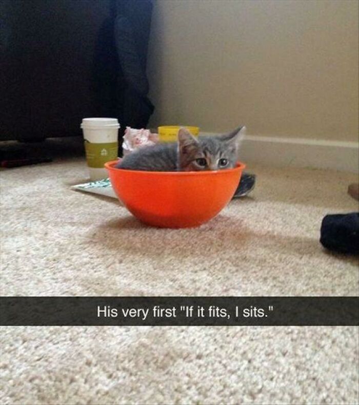 Gray kitten sitting inside an orange bowl on carpet, showcasing a classic cat meme moment for cat meme lovers.