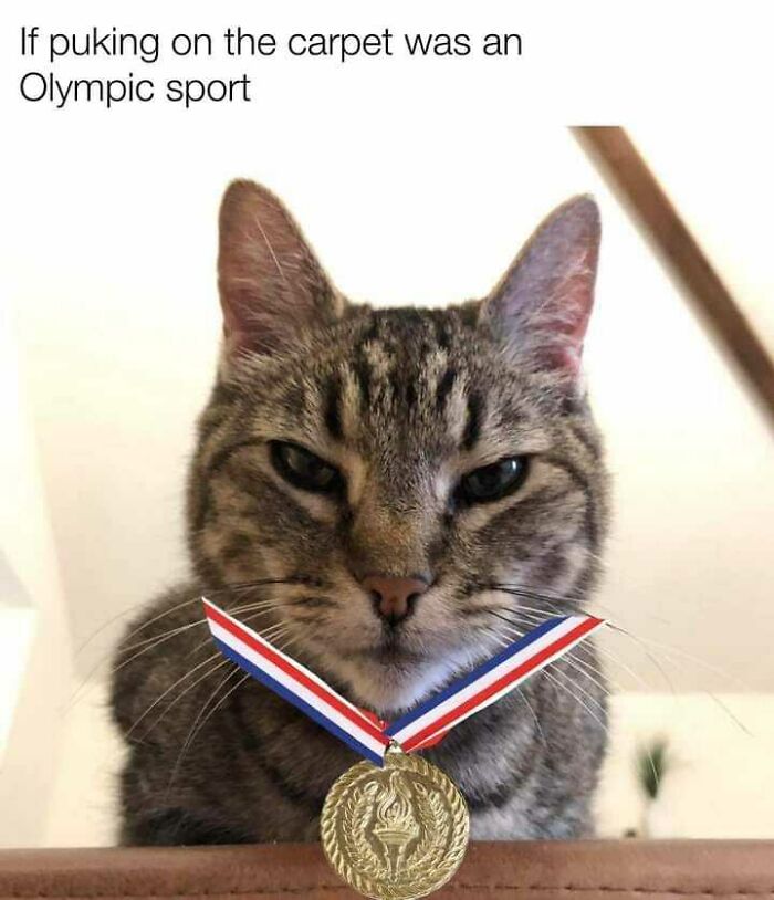 Tabby cat wearing a gold medal with red, white, and blue ribbon, humorously captioned about puking on the carpet as an Olympic sport.