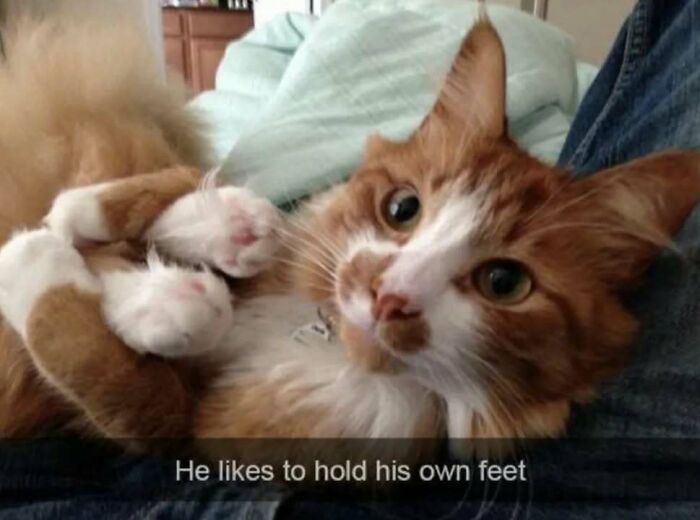 Cute orange and white cat holding his own feet, perfect for fans of funny cat memes and adorable cat pictures.