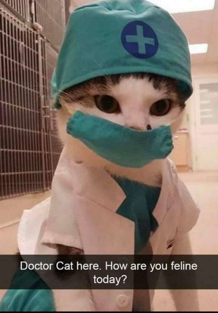 Cat dressed as a doctor wearing a surgical cap and mask, perfect for fans of cat memes and funny cat pics.