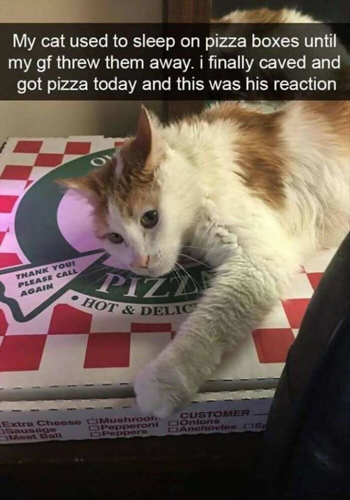 Cat lying on a pizza box with a funny reaction, perfect for fans of cat memes and humorous cat pictures.