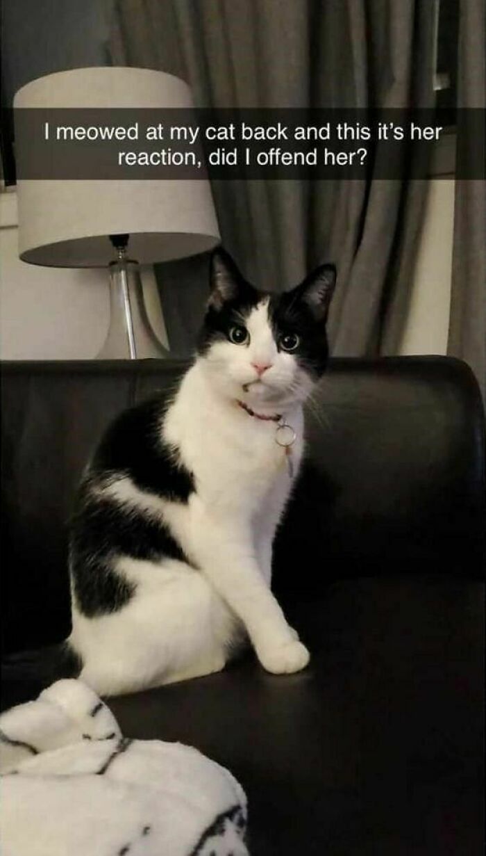 Black and white cat sitting on a couch with a confused expression, perfect for cat memes and funny cat pics.