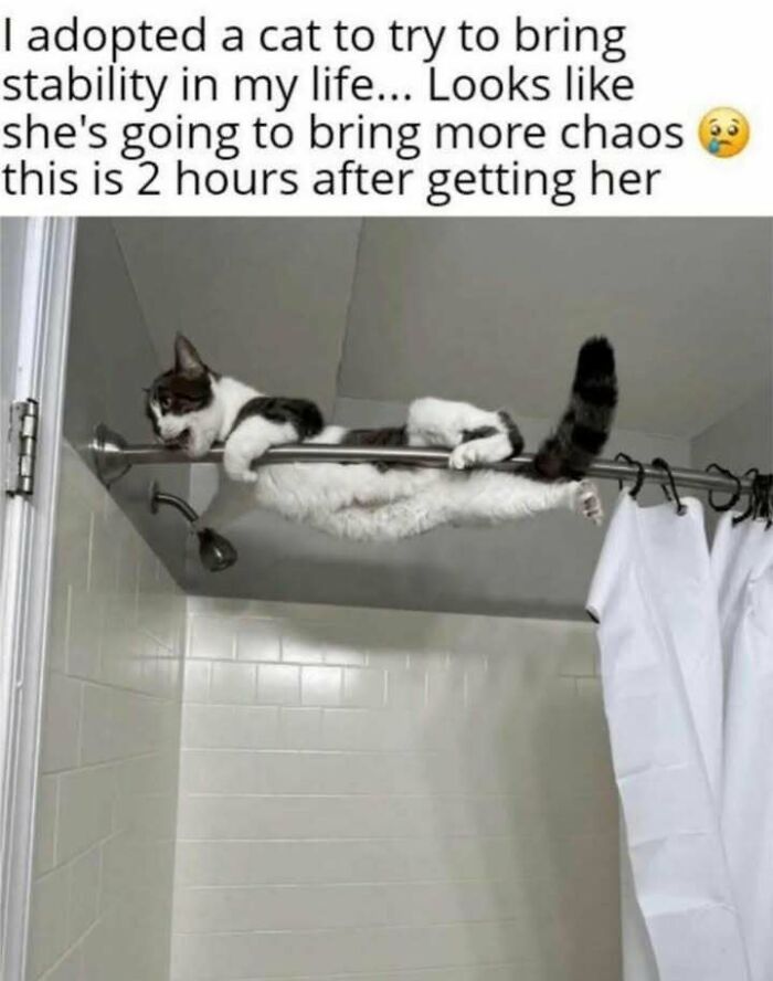 Cat meme showing a cat hanging on a shower curtain rod two hours after being adopted, causing cute chaos.