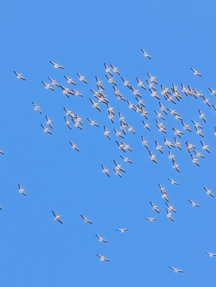 Flock of birds flying in a clear blue sky illustrating natural flight similar to pilots handling terrifying situations calmly.
