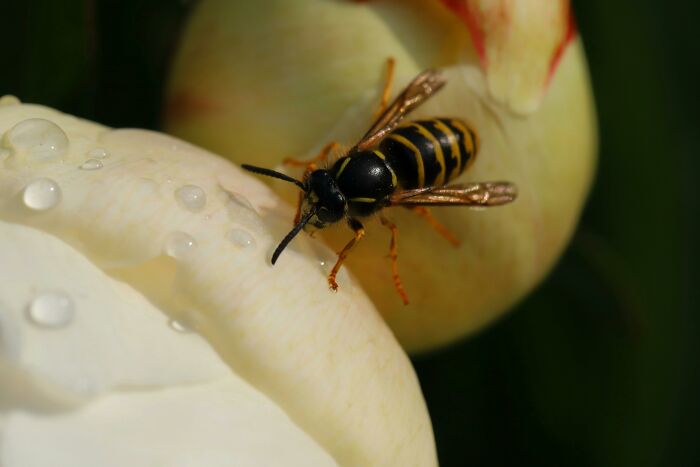Close-up of a wasp on a flower representing terrifying situations pilots handled with calmness despite inner fear.