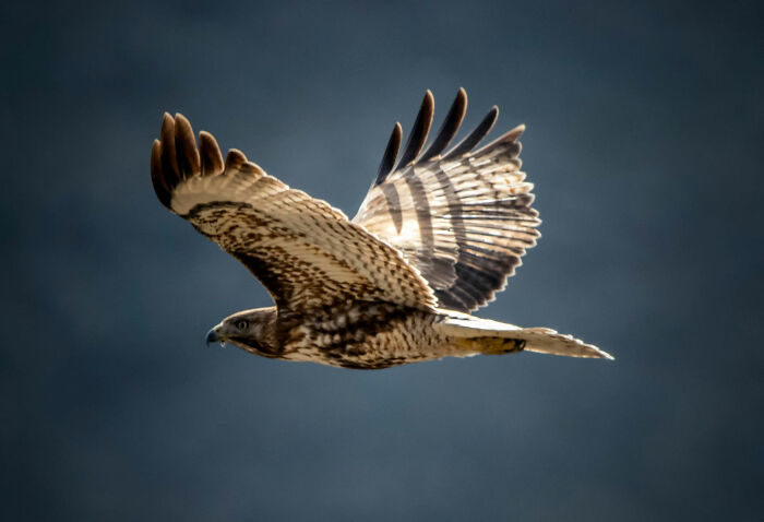 A hawk soaring with wings spread wide, symbolizing pilots handling terrifying situations with calmness.