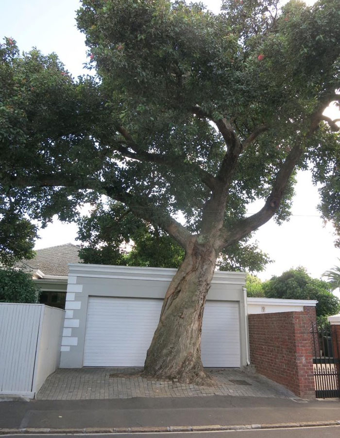 Large tree growing in front of a garage door, illustrating design and architecture nightmares with poor common sense.