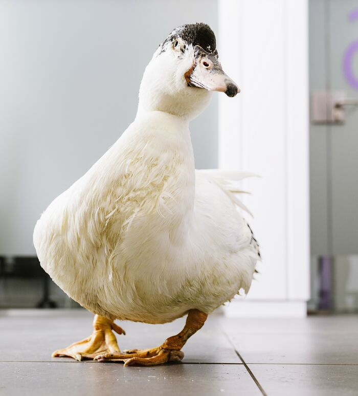 Close-up of a white duck with a black patch on its head walking indoors, captured by surveillance cameras.