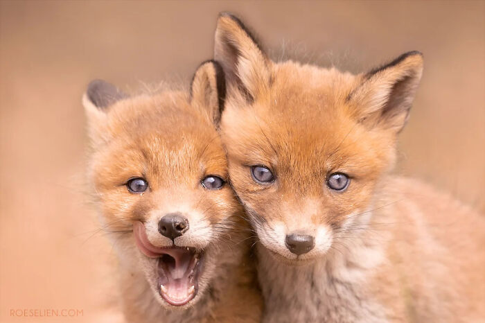 Foxes Are Way More Incredible Than You Think&mdash;Here Are 31 Proofs