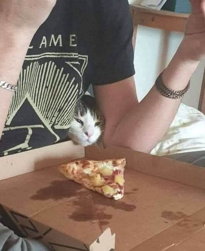 Cat peeking from under a person's arm near a pizza slice, showcasing animals who woke up and chose nonsense.