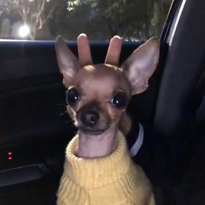 Small dog in a yellow sweater with large eyes and ears, appearing silly in a car, showing animals who woke up and chose nonsense.