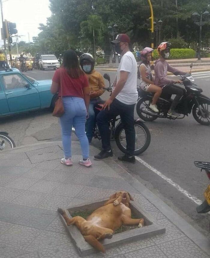 Dog lying upside down in a small square patch of grass on a busy street, showcasing animals who chose nonsense behavior.