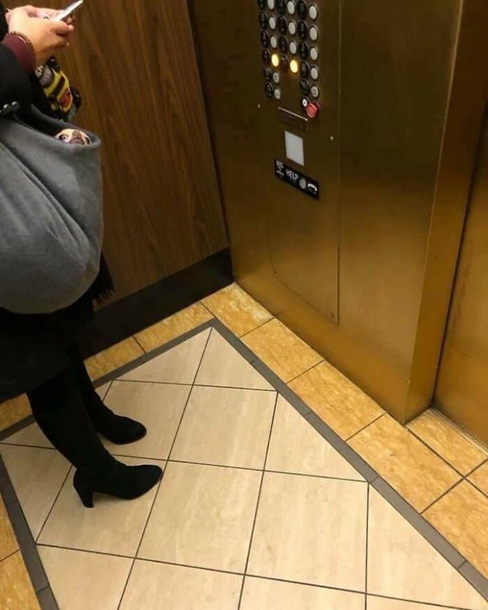 Small dog peeking out from a large coat pocket while standing next to elevator buttons, a funny animal moment.